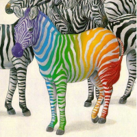 hipzebra