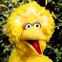 bigbird