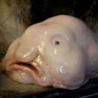 blobfishlover