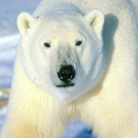 PolarBear123