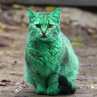 GreenCat