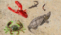 play Super Crab