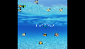 play Fish Game